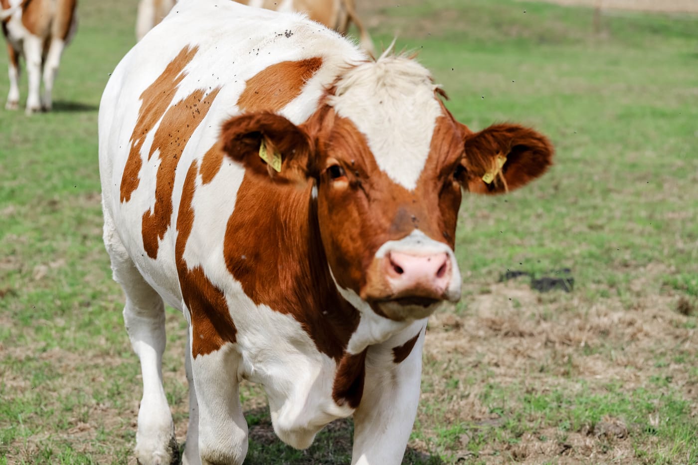 Eine Kuh der Käsbohrers auf der Sommerweide